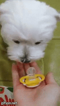 aww.gif