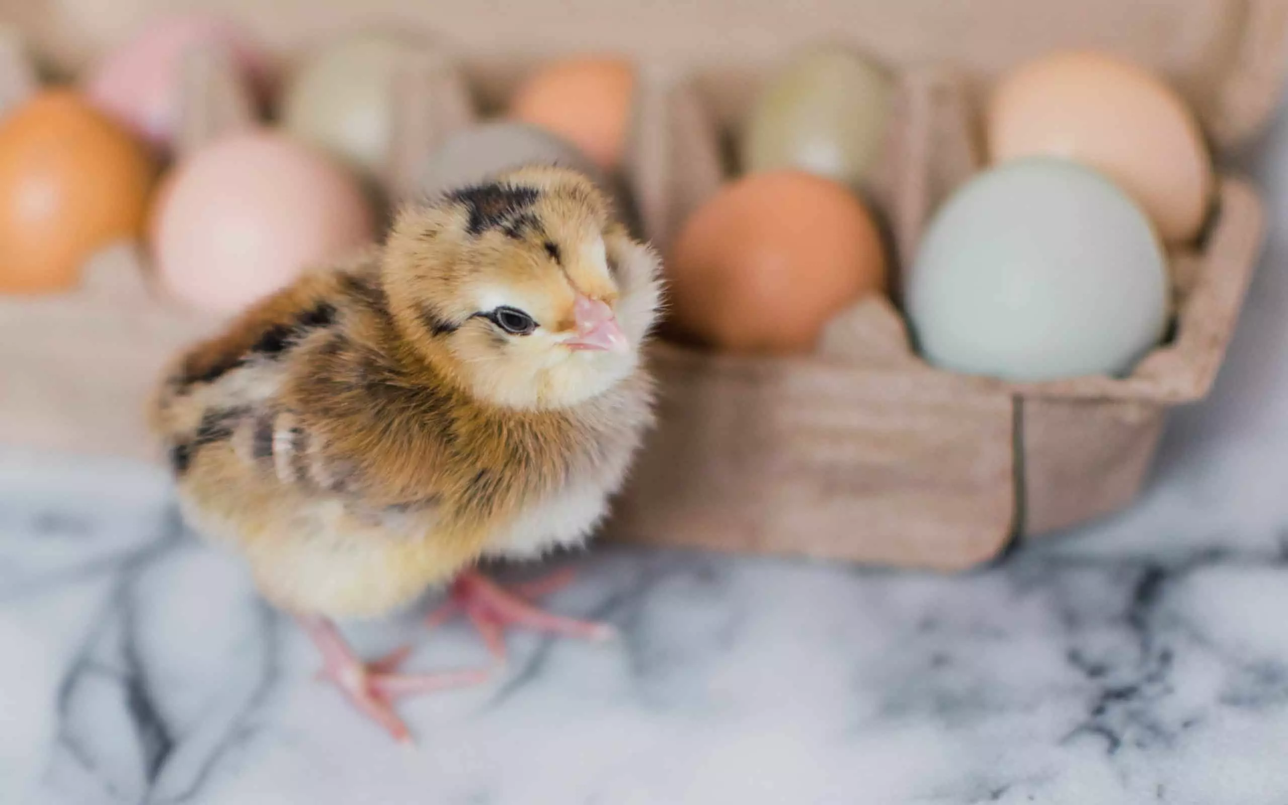 baby_chicks.webp