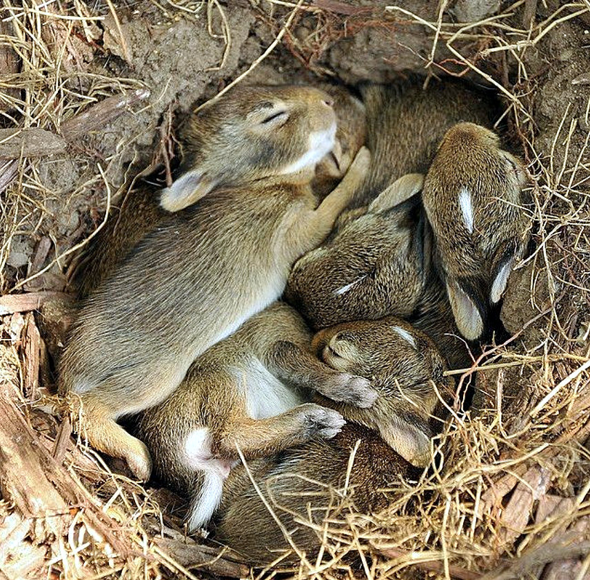babyrabbits.jpg