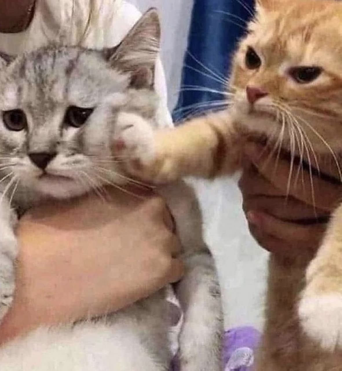 bad-kitty.jpg