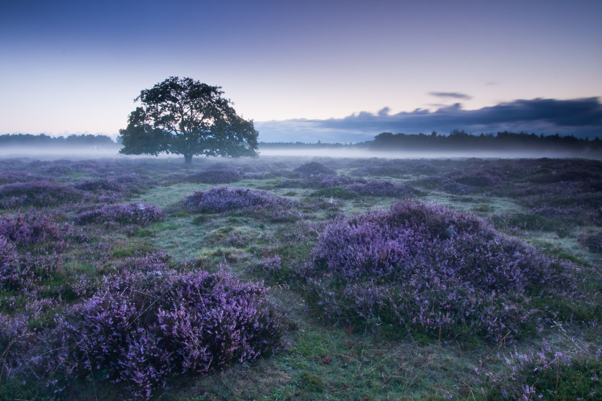 Balloërveld.jpg