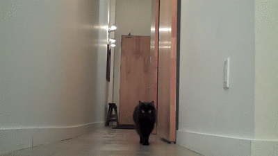 balloon.gif