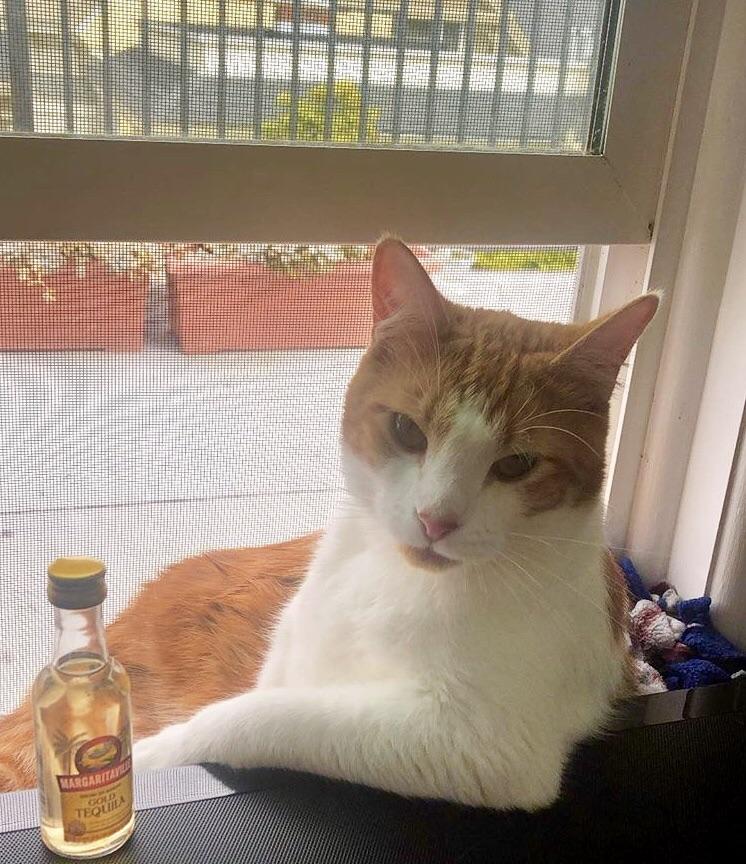bartender_kitty_read.jpg