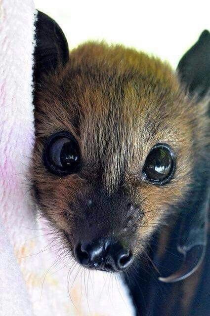 bat.jpg