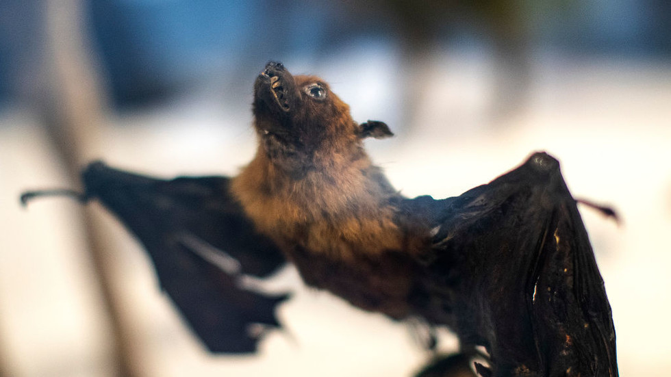 bat.jpg