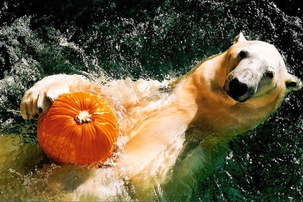 bear.jpg