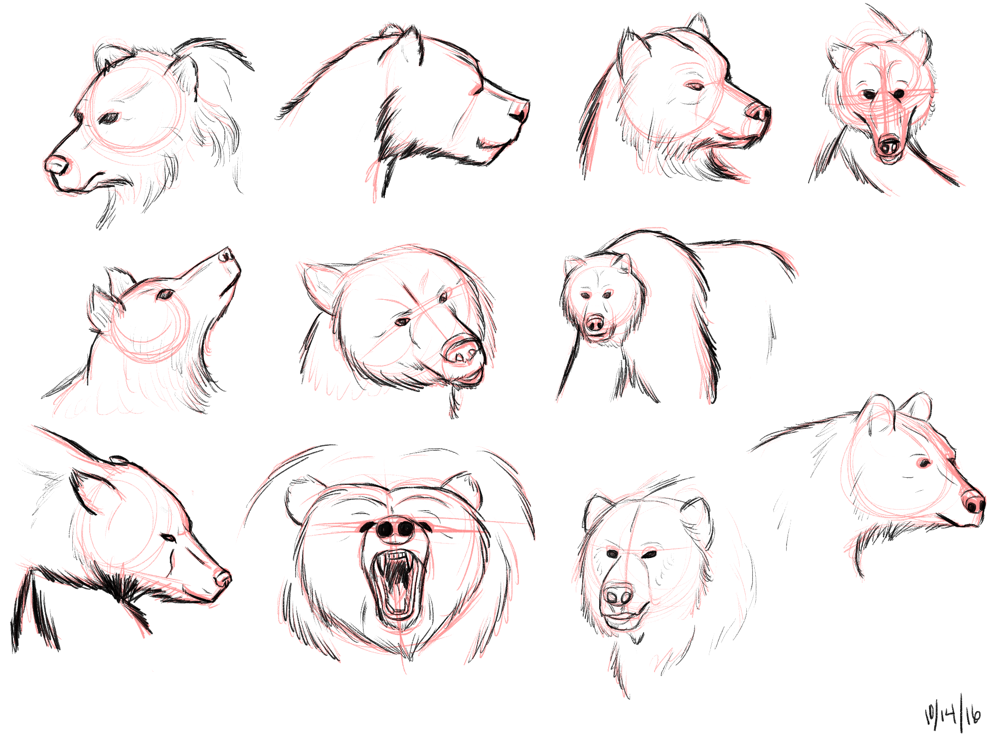 bear study 1.png