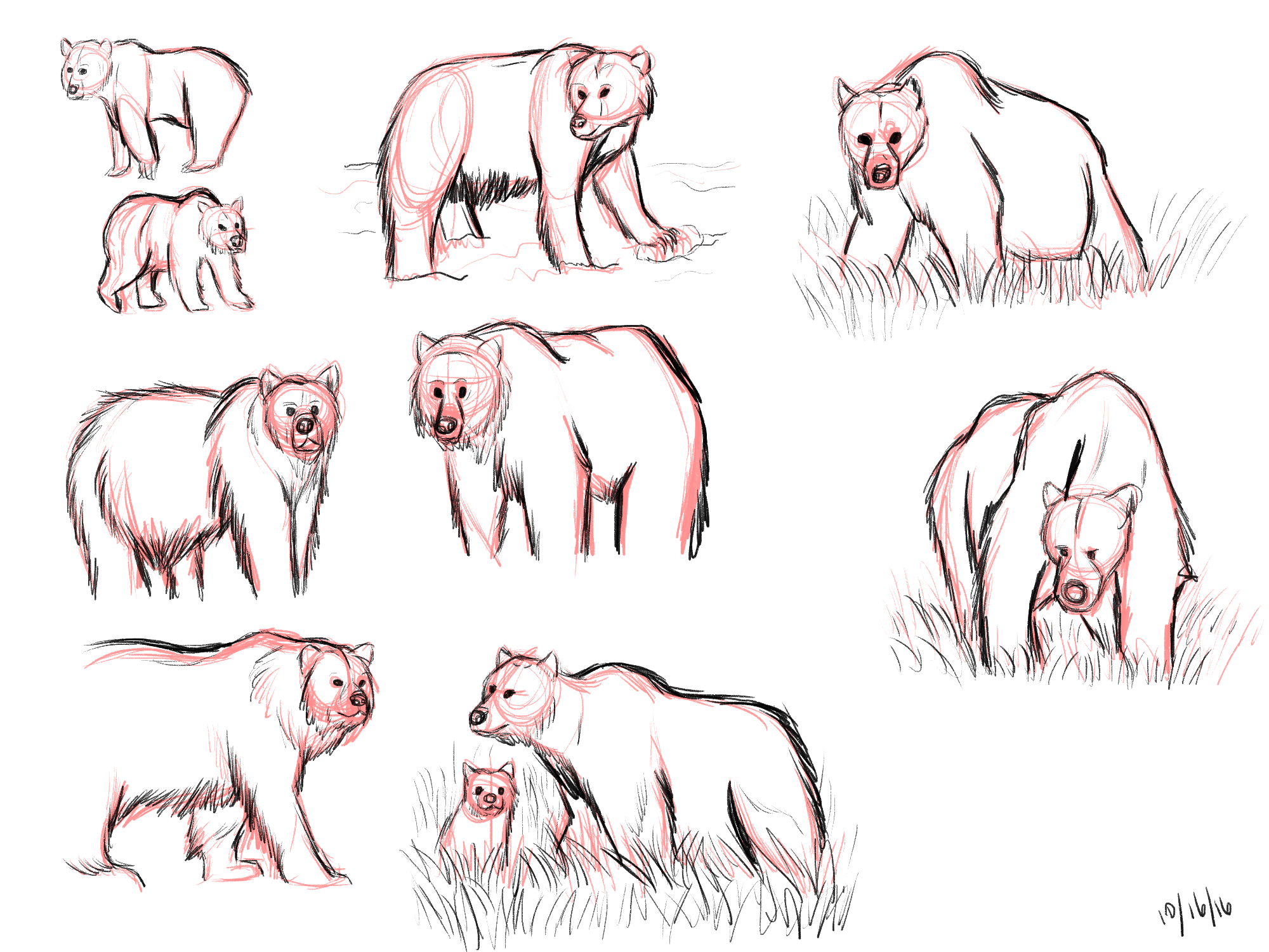 bear study 2.png