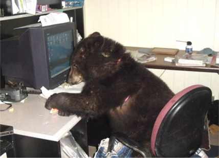 Bear_at_computer.jpg
