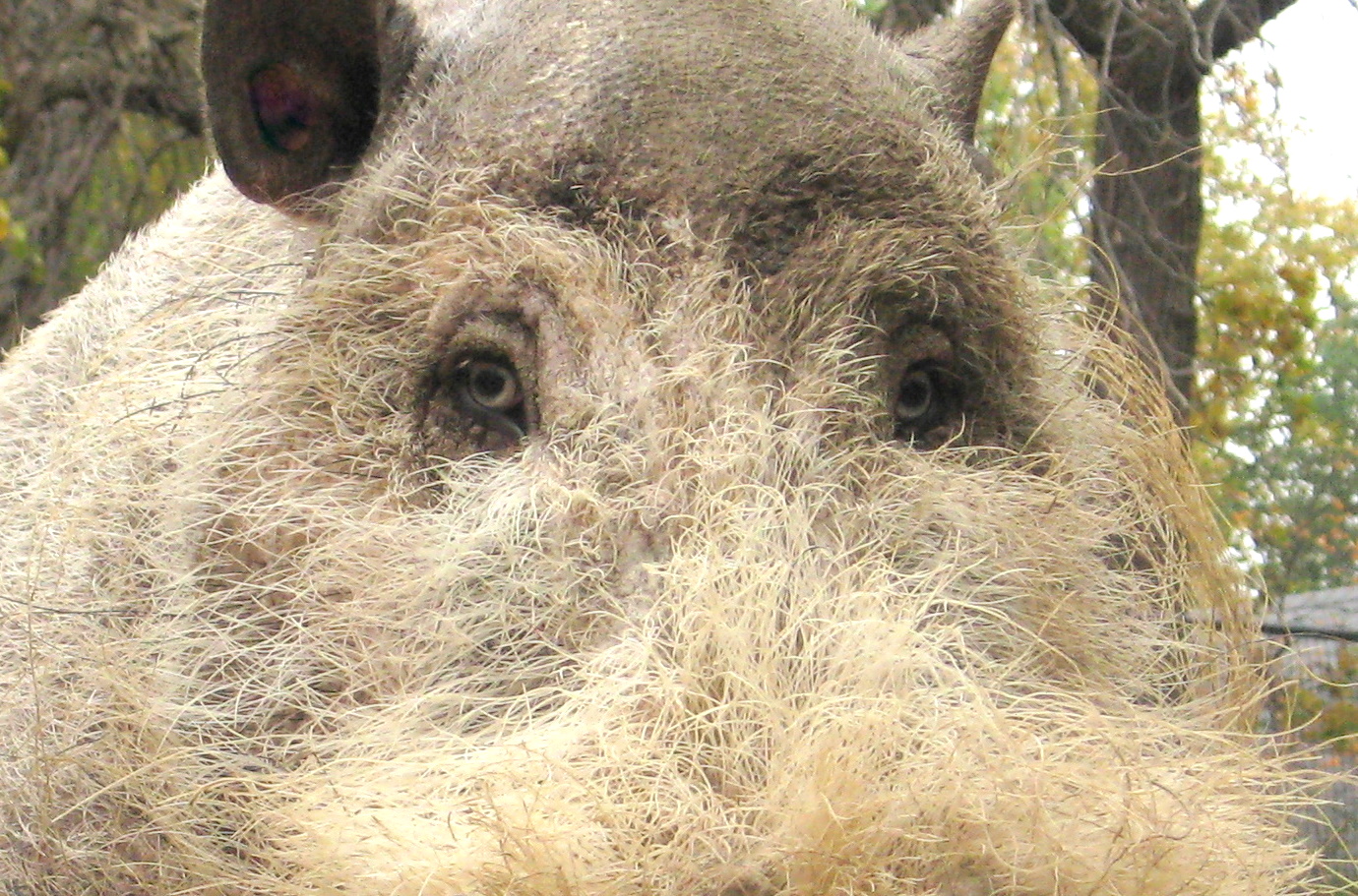 Bearded_Pig_closeup.JPG