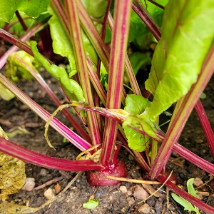 Beets.jpg