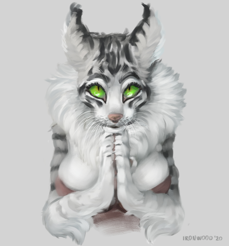 beg kitty web.jpg