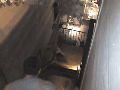 begonsiggy.gif