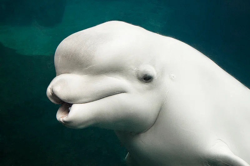beluga.jpg