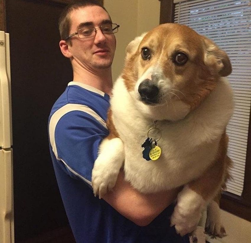BigCorg.jpg