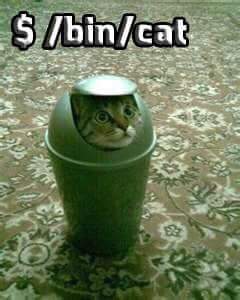 bin_cat.jpg