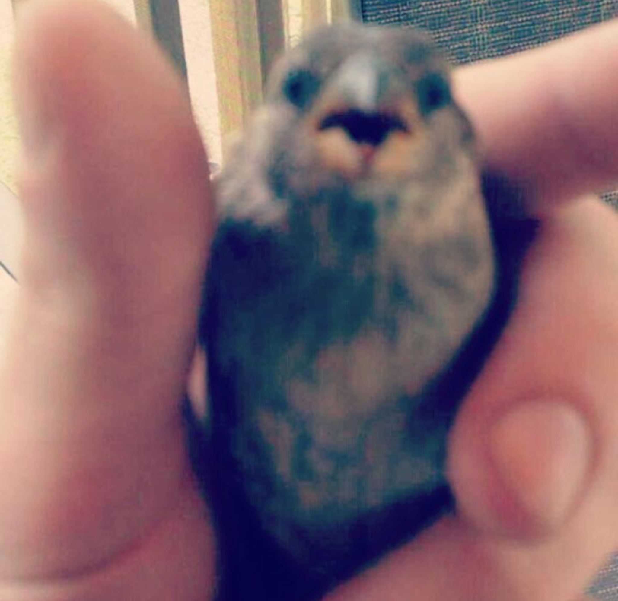 birb.png
