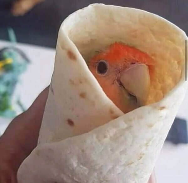 birb2.jpg