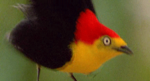 birdbooty.gif