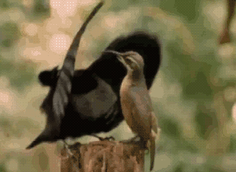 birddance.gif