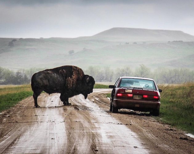 bison car.jpeg