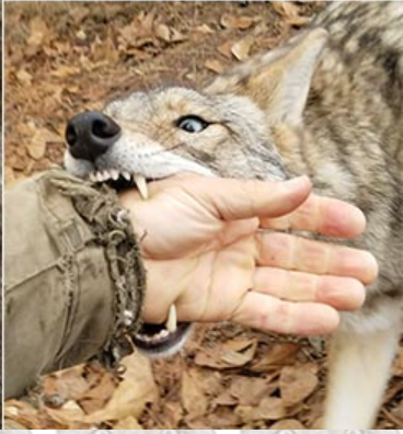 bite pfp.PNG