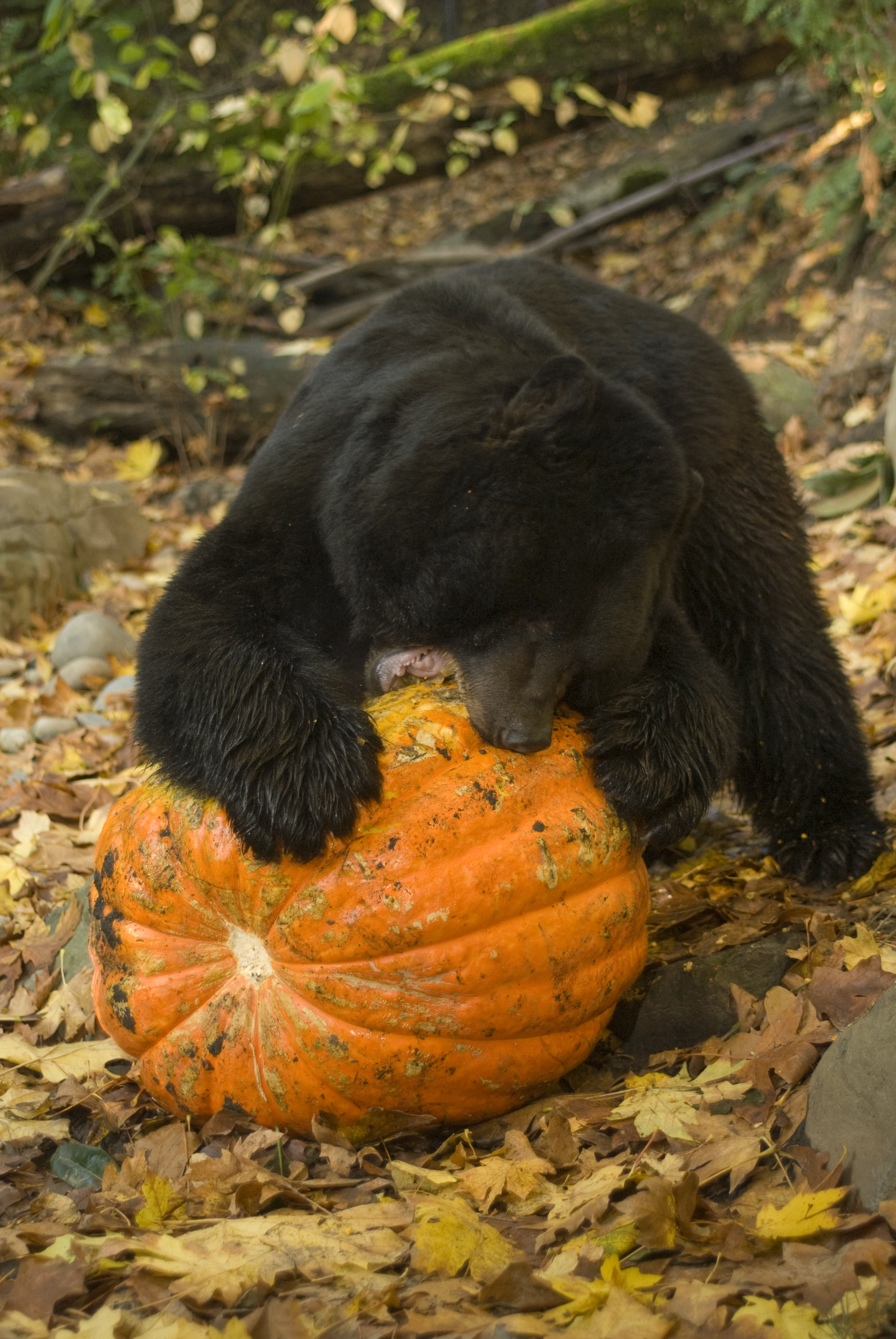 black bear pumpkin.jpg