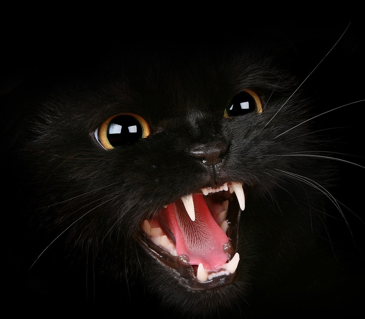 Blackface_Cat.jpg