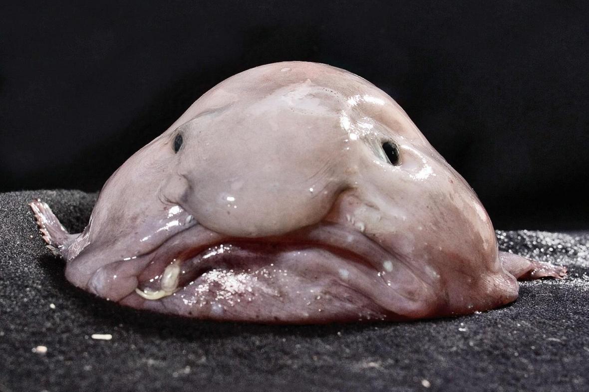 blobo.jpg