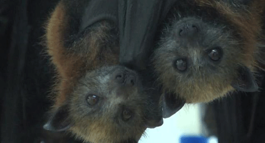 blog-bats.gif