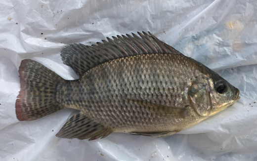 Blue Tilapia.png