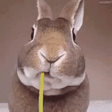 bnuy.gif