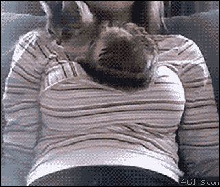boobcat.gif