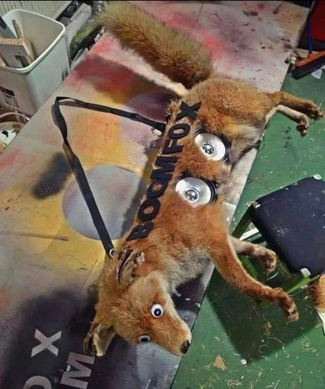 boomfox.jpg