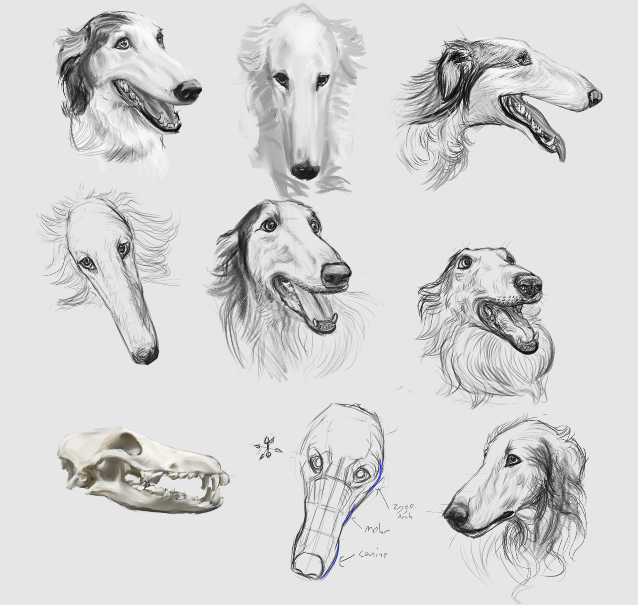 borz study 1.jpg