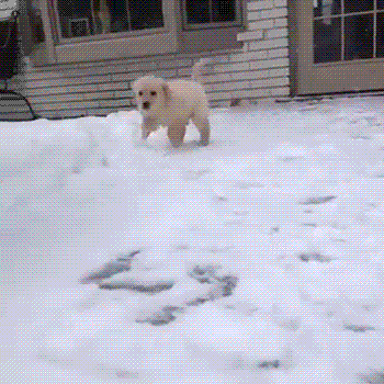 bouncy bounce.gif
