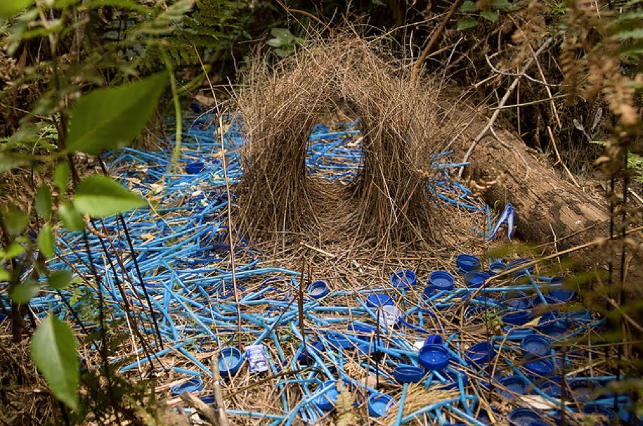 bowerbird.jpg