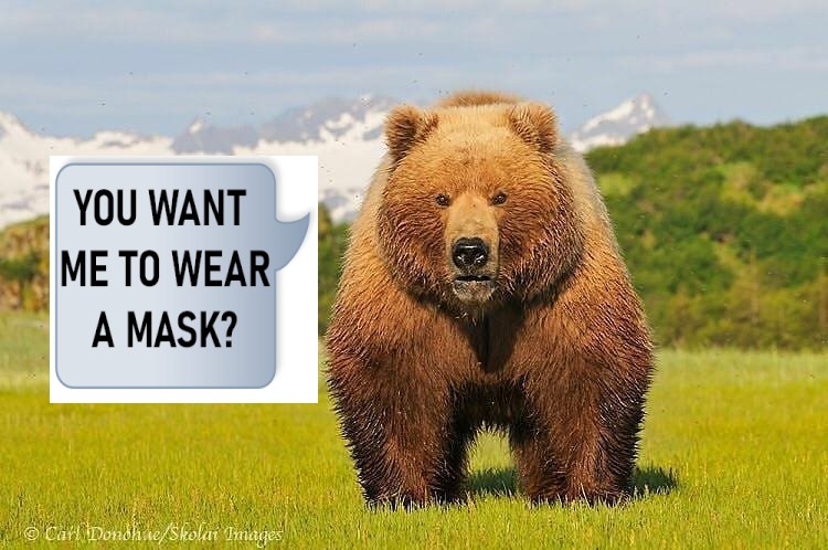 Brown Bear.jpg