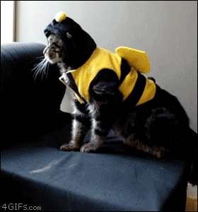 bumble cat falls over.gif