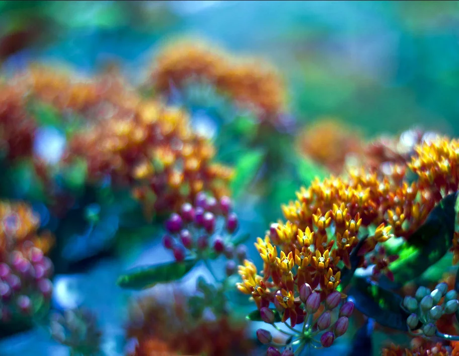 butterfly bush.webp