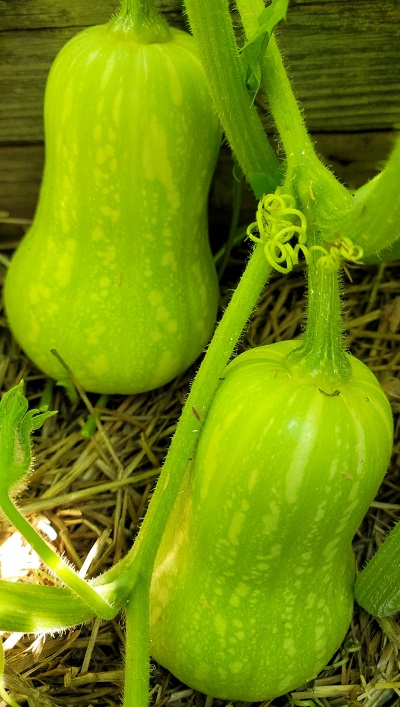 Butternut squash.jpg
