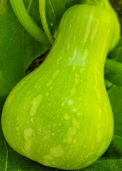 Butternut squash2.jpg