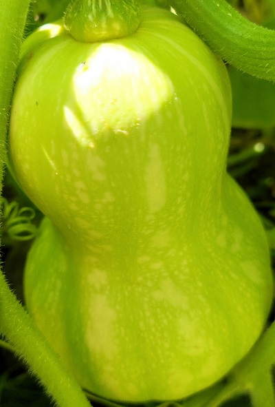 Butternut squash3.jpg