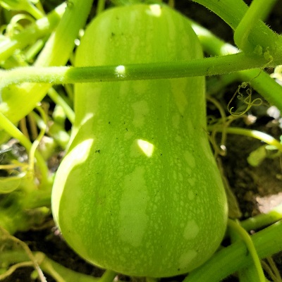 Butternut squash4.jpg