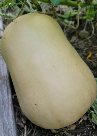 Butternut squash5.jpg