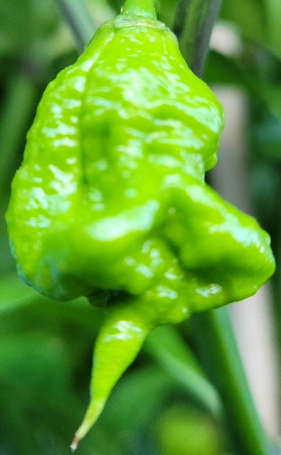 C Reaper.jpg