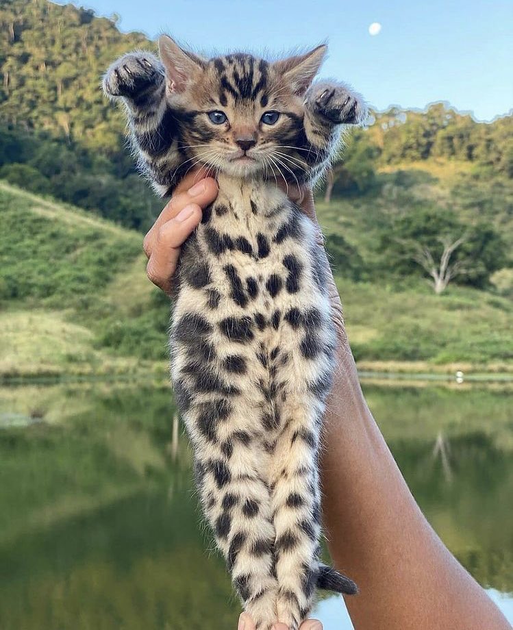 calm cat.jpg