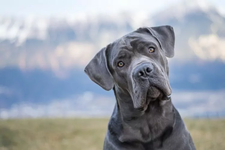 Cane-Corso.png