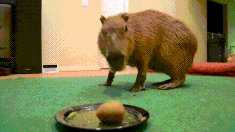 capy kiwi.gif
