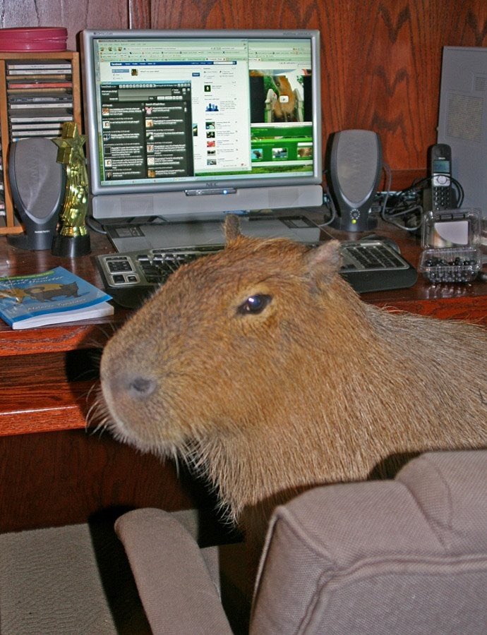 capybara.jpg